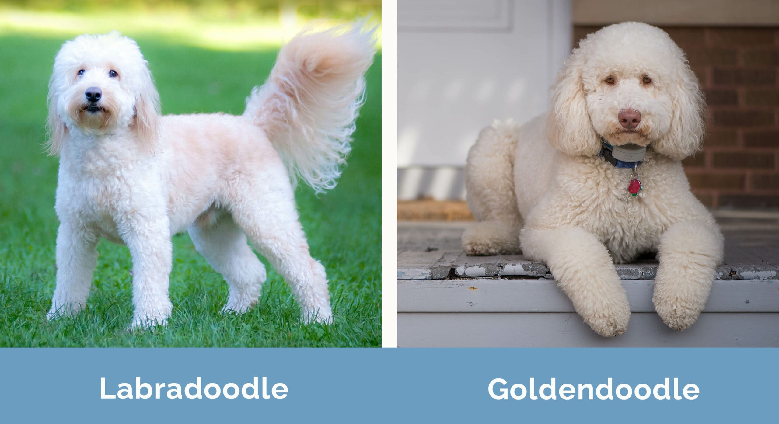 Labradoodle vs Goldendoodle side by side