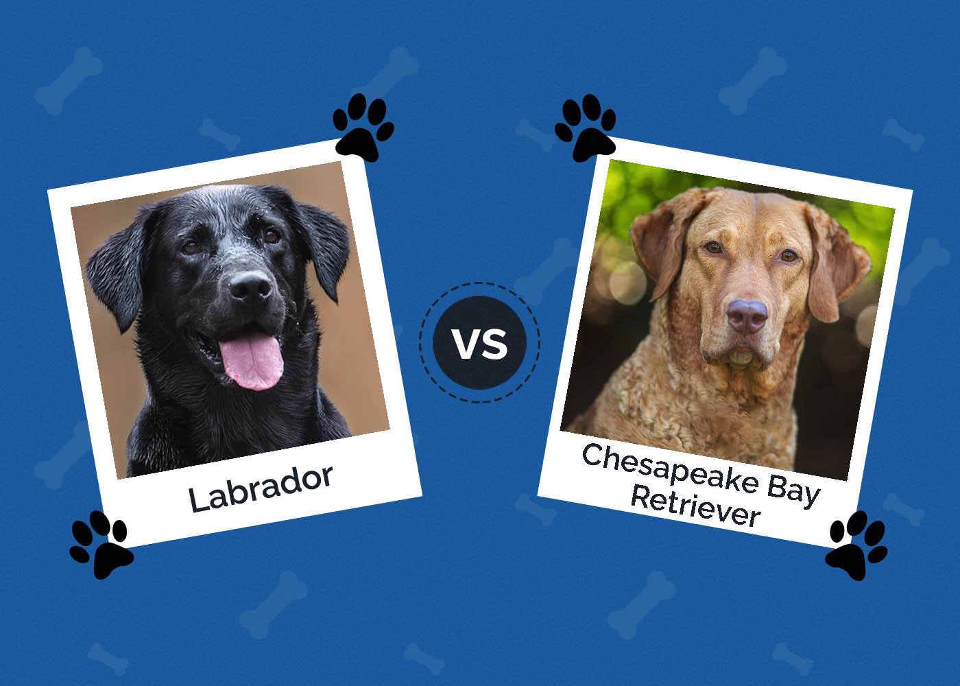 Labrador vs Chesapeake Bay Retriever