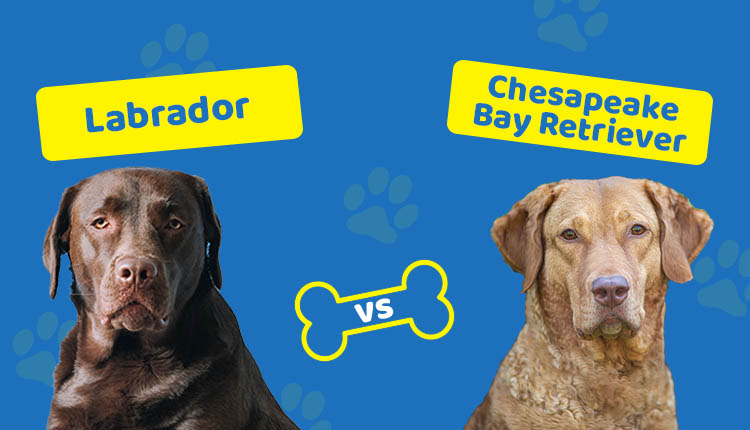 Labrador vs Chesapeake Bay Retriever
