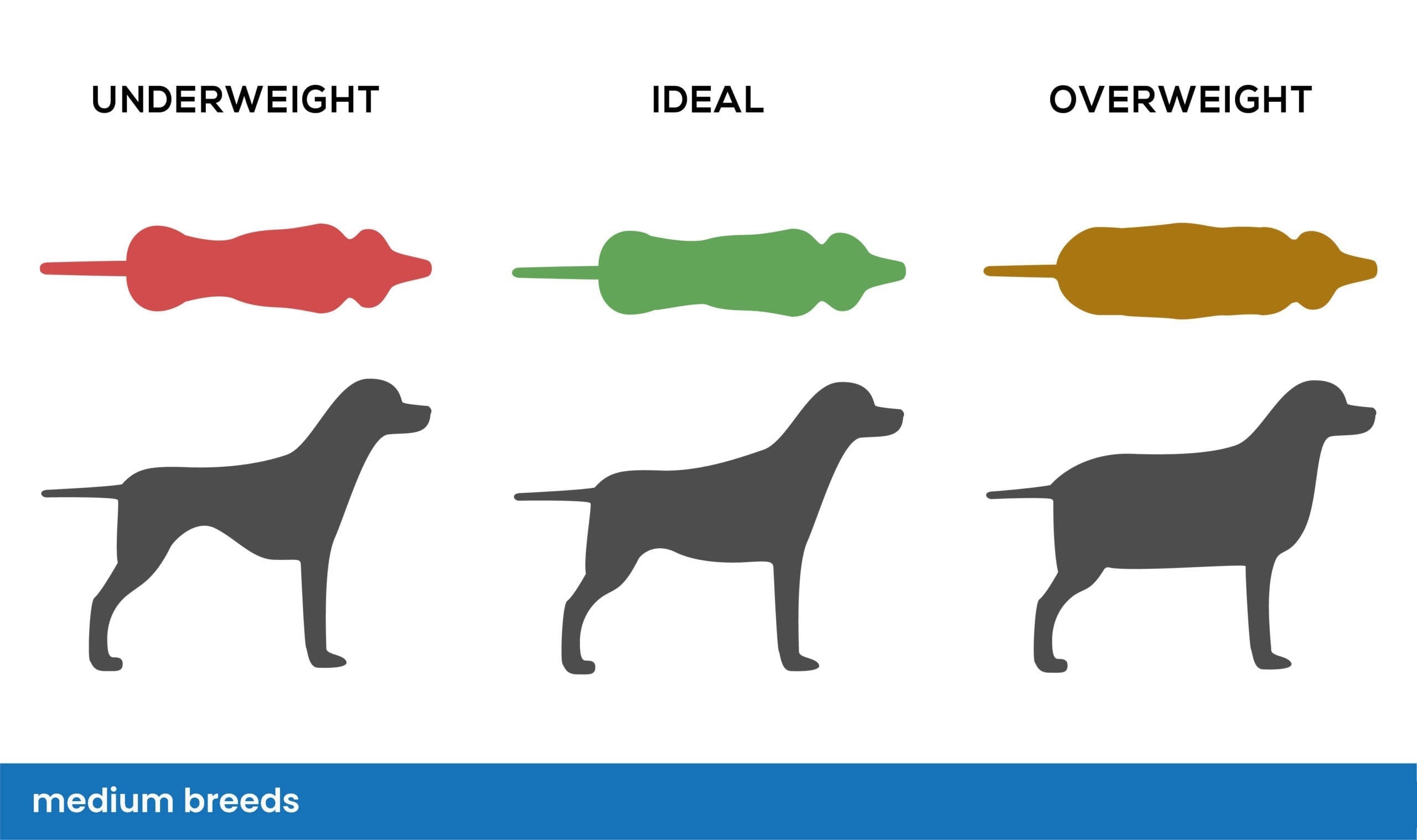 How Much Should You Feed a Beagle Feeding Chart Health Tips