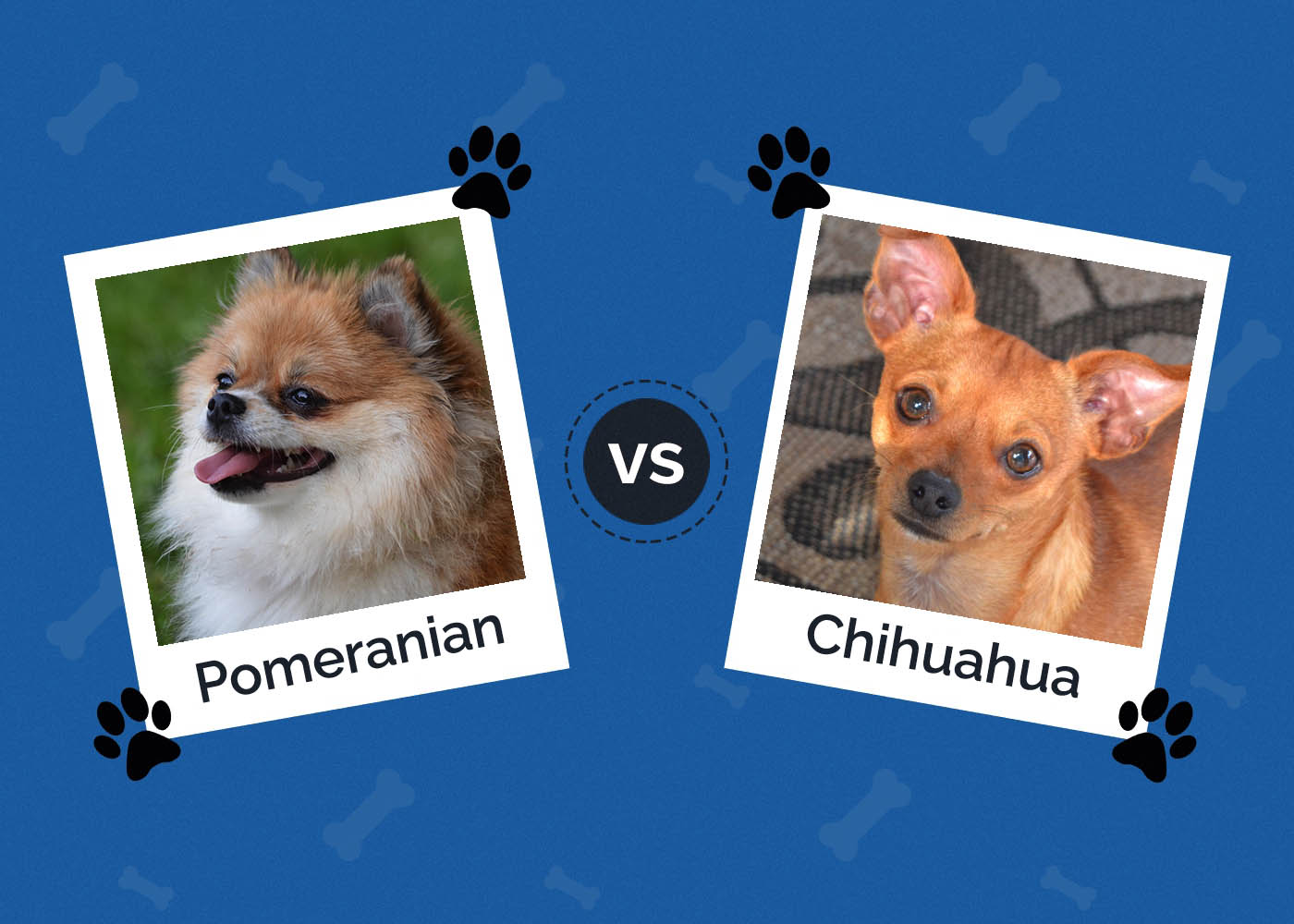 Pomeranian vs Chihuahua