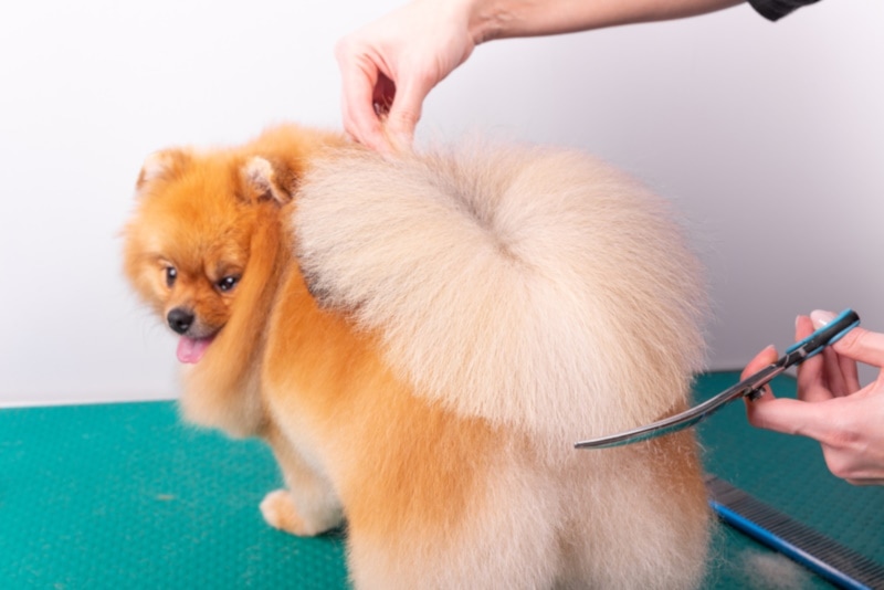 Pomeranian with fuzzy tail
