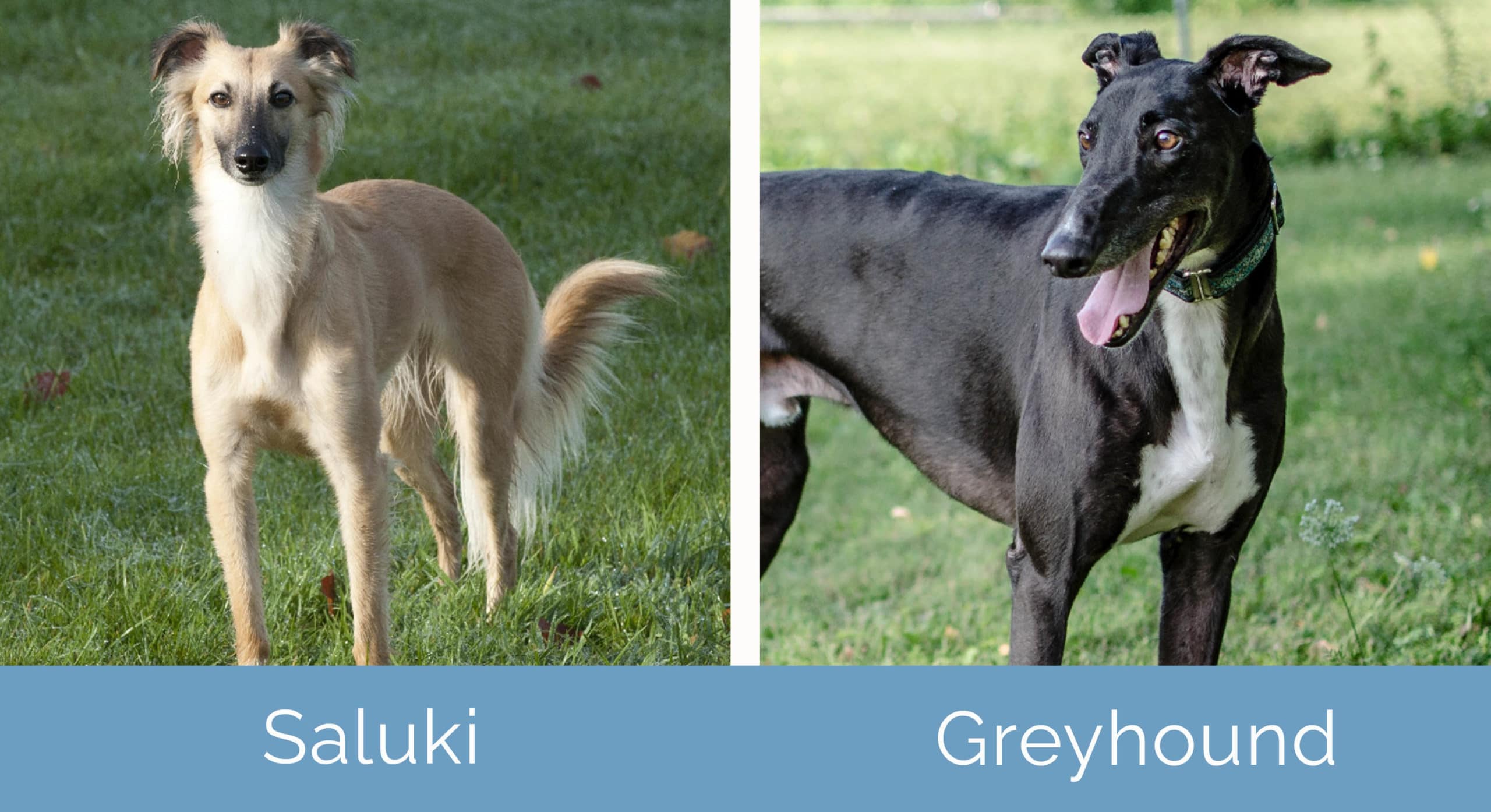 Saluki Vs Greyhound What Are The Differences Hepper