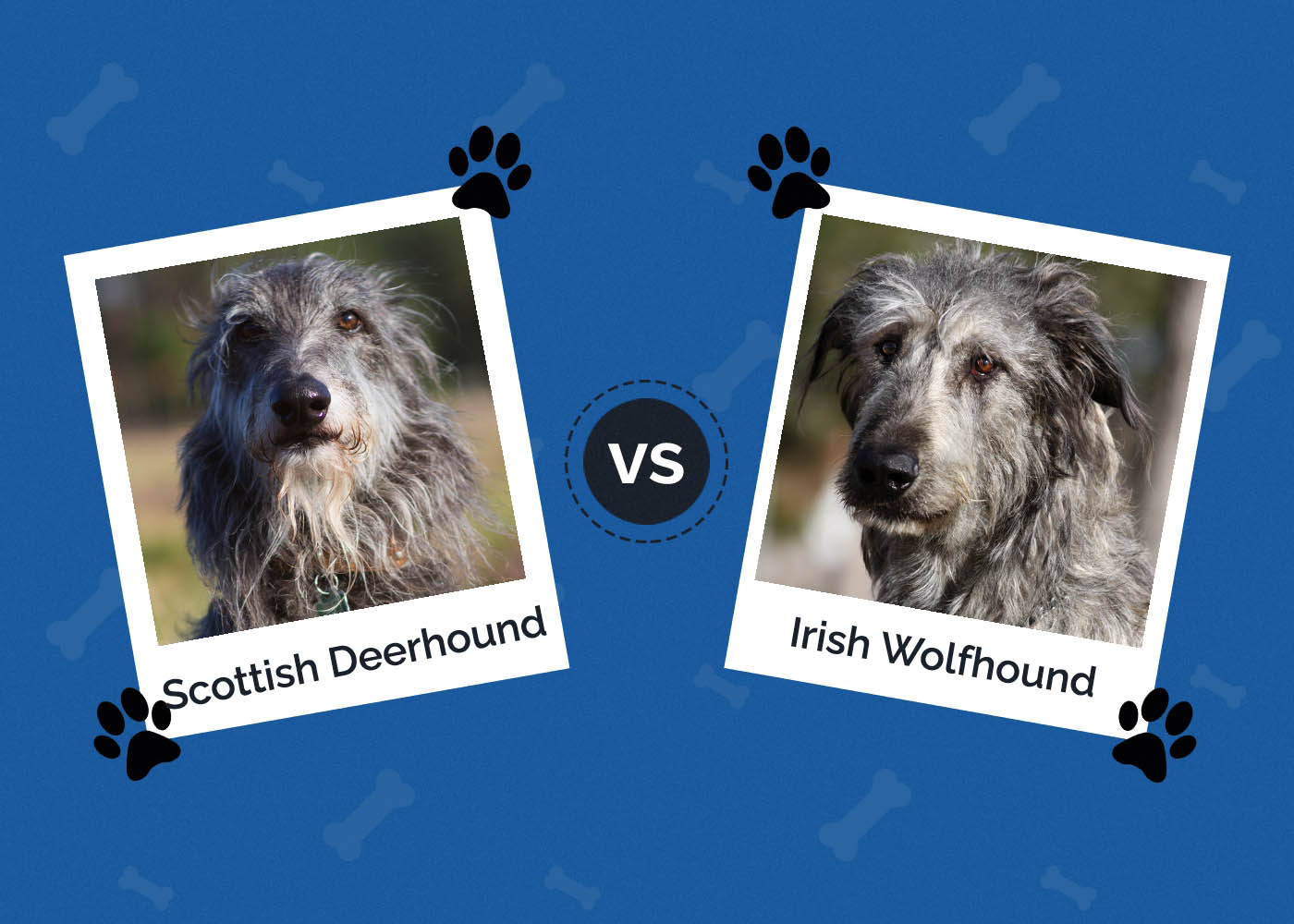Scottish Deerhound vs Irish Wolfhound