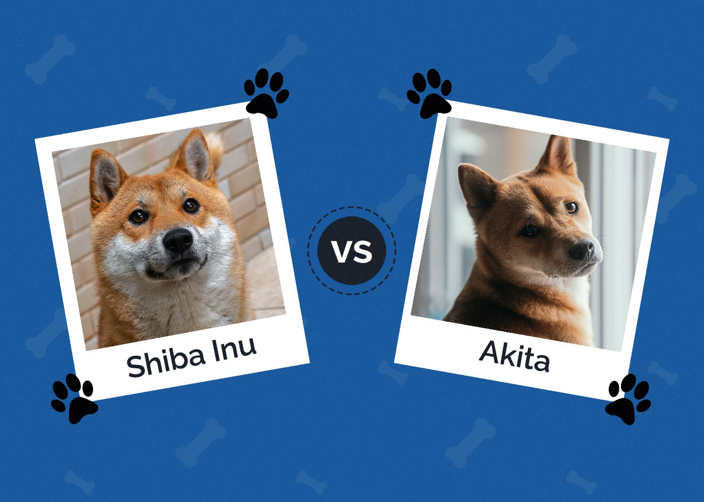 Shiba Inu vs Akita