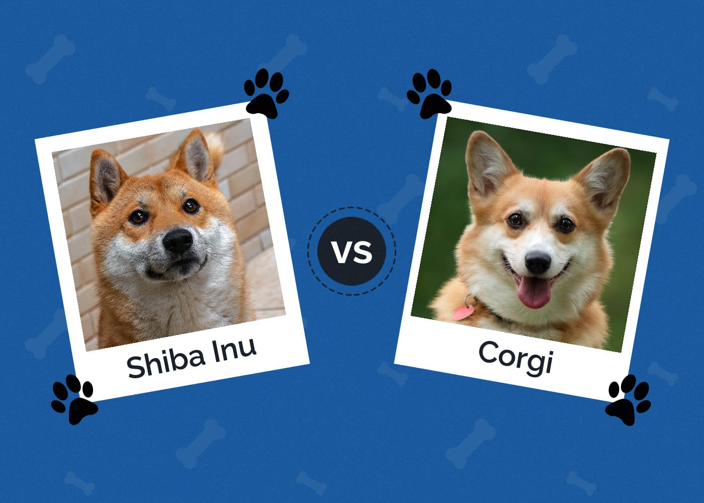 Shiba Inu vs Corgi