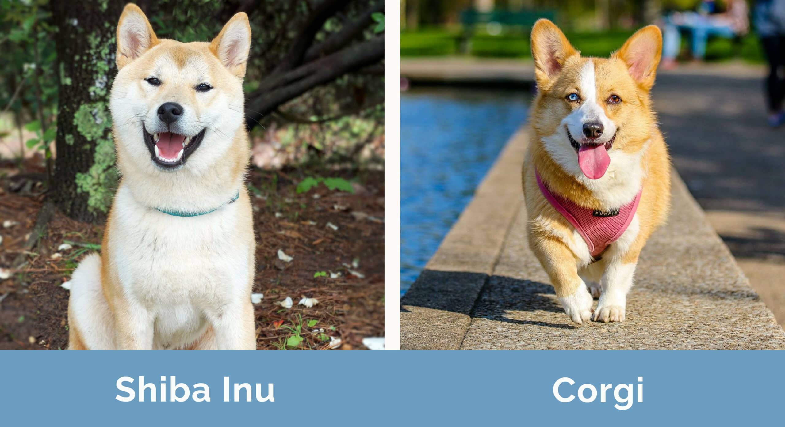 Shiba Inu vs Corgi side by side