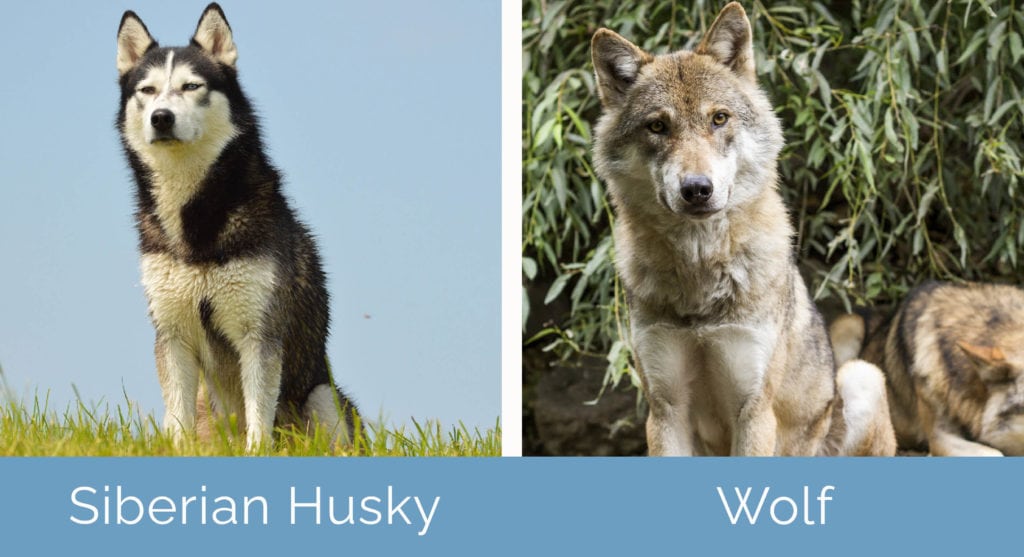 Siberian Husky vs Wolf side by side