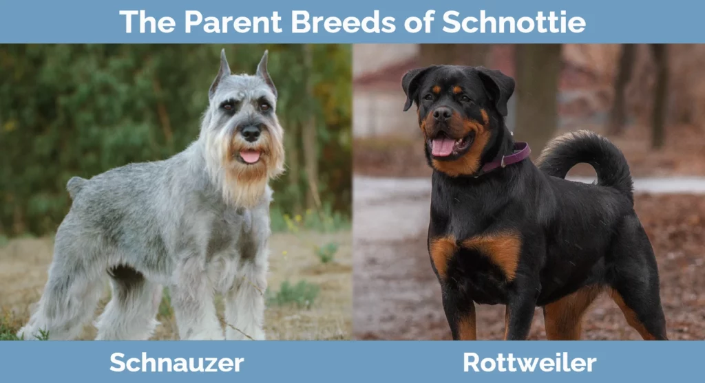 Schnottie (Schnauzer & Rottweiler Mix): Info, Pics, Traits & Facts | Hepper