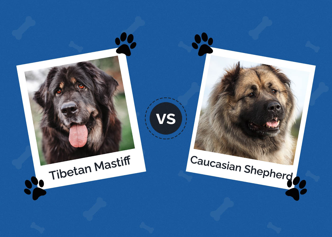 Tibetan Mastiff vs Caucasian Shepherd