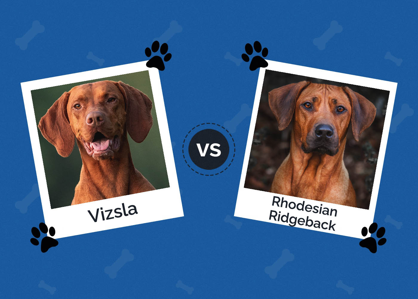 Vizsla vs Rhodesian Ridgeback