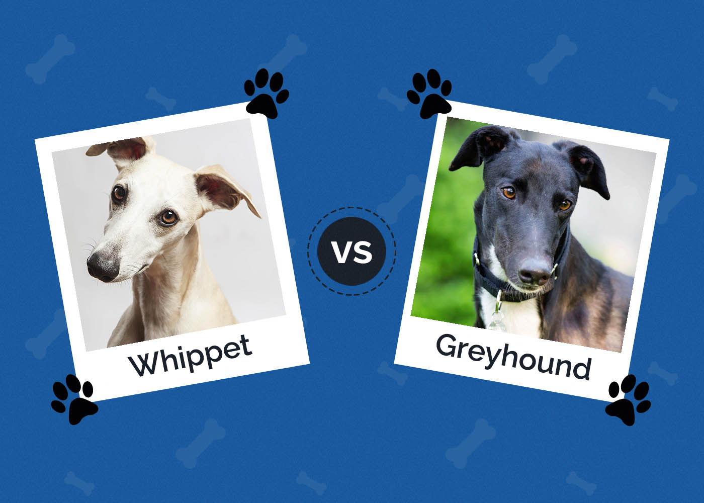 Whippet vs Greyhound