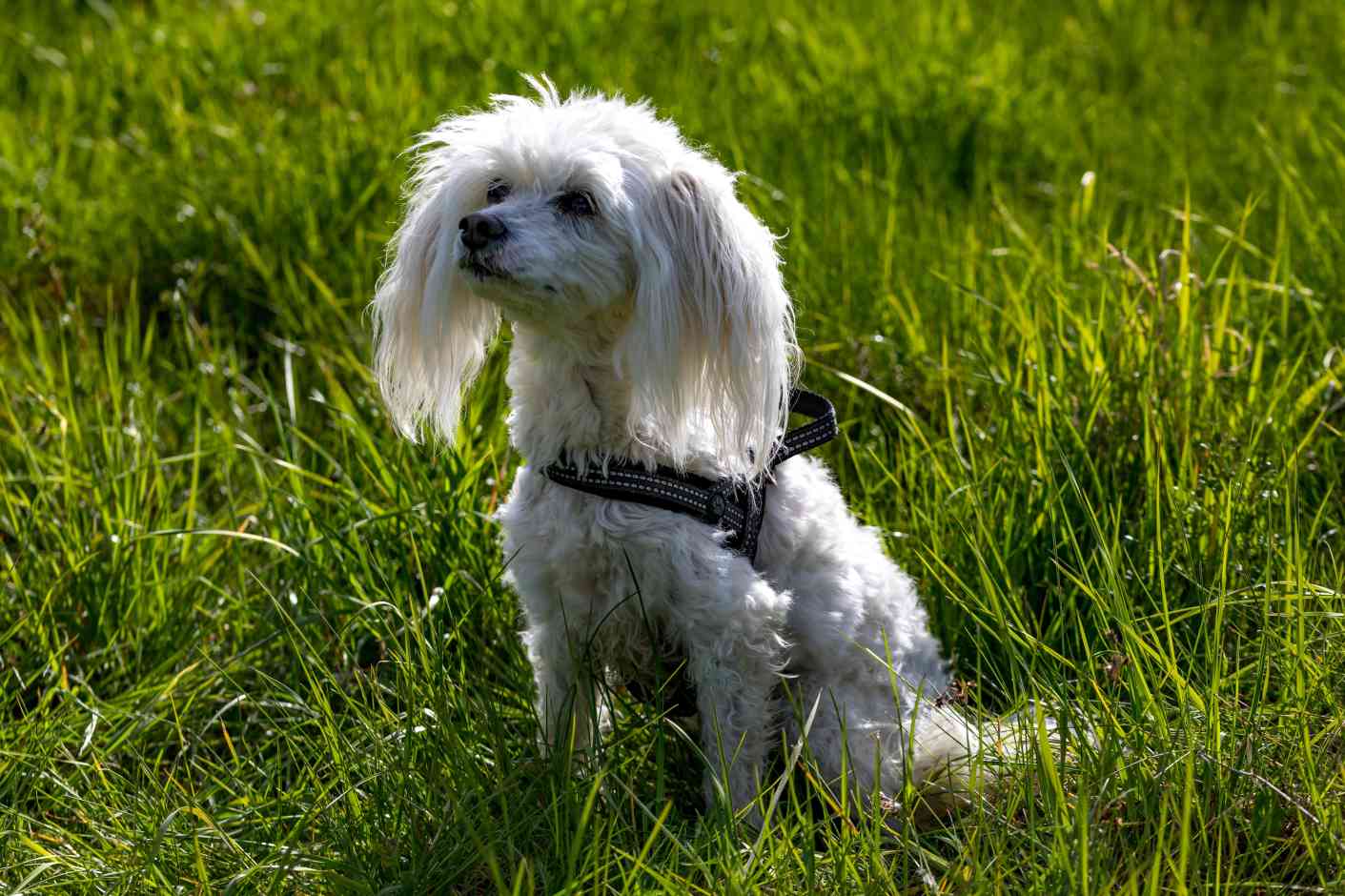 White Chinese crested powderpuff dog