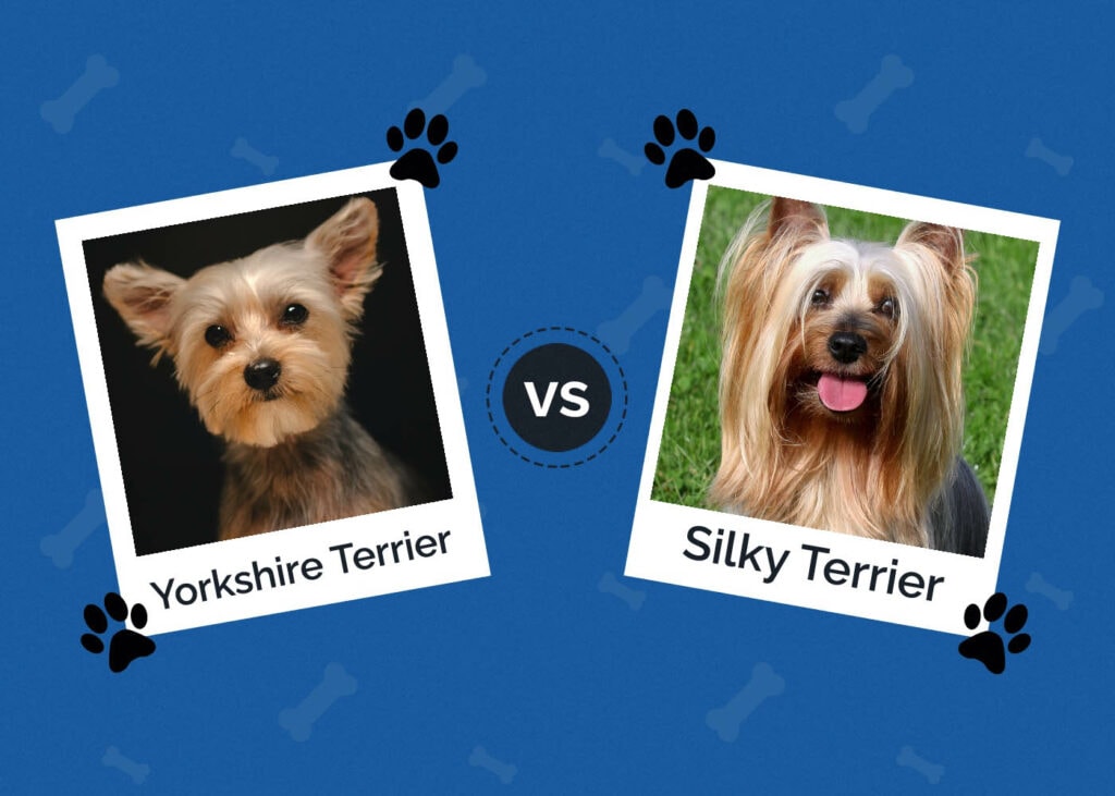 Yorkshire Terrier vs Silky Terrier