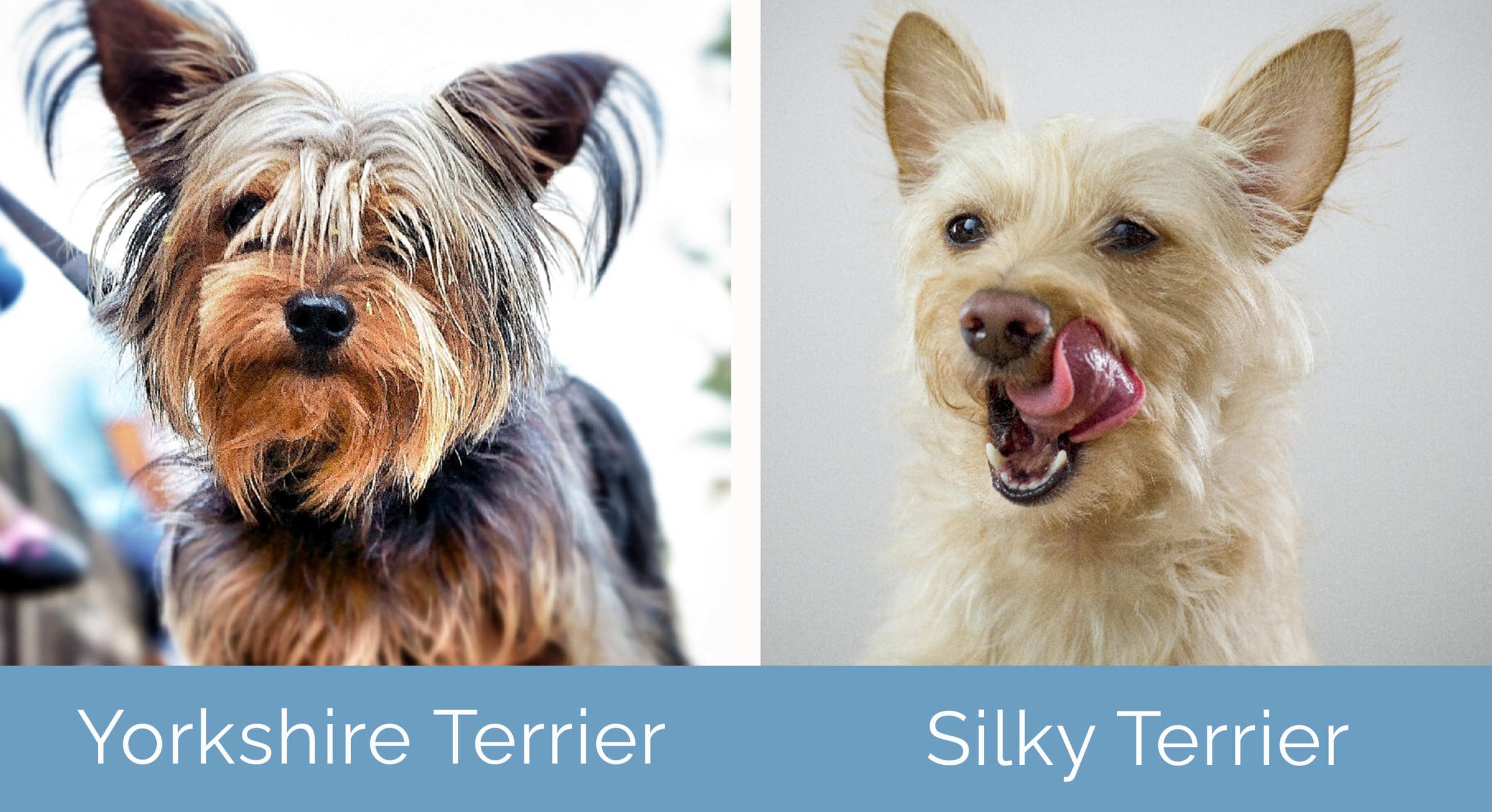 Yorkshire Terrier vs Silky Terrier What s the Difference Hepper
