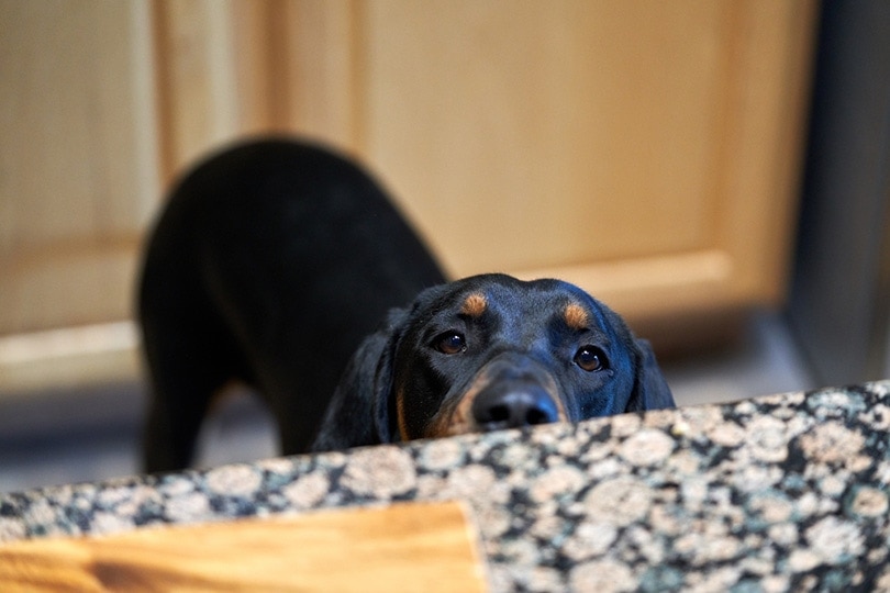 a dog looking on the kitchen counter