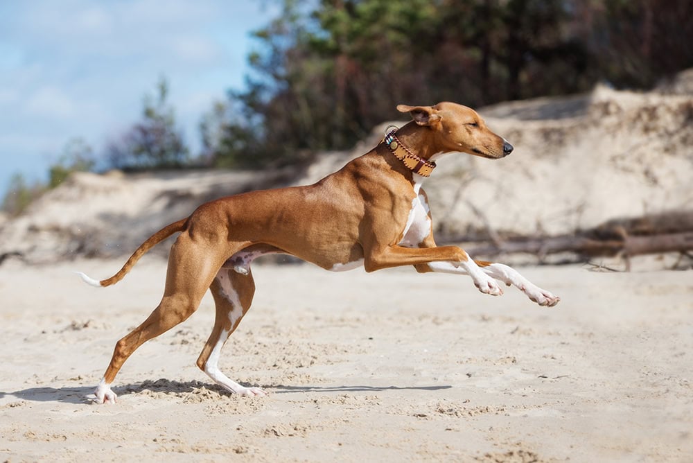 azawakh dog running on the beach