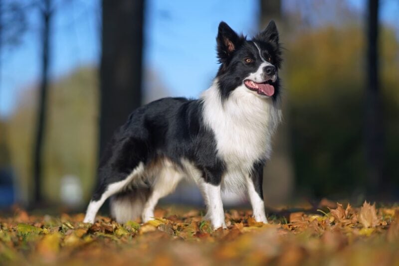 Crisp How Long Can A Border Collie Live Picture for Desktop Crisp How Long Can A Border Collie Live Picture for Desktop