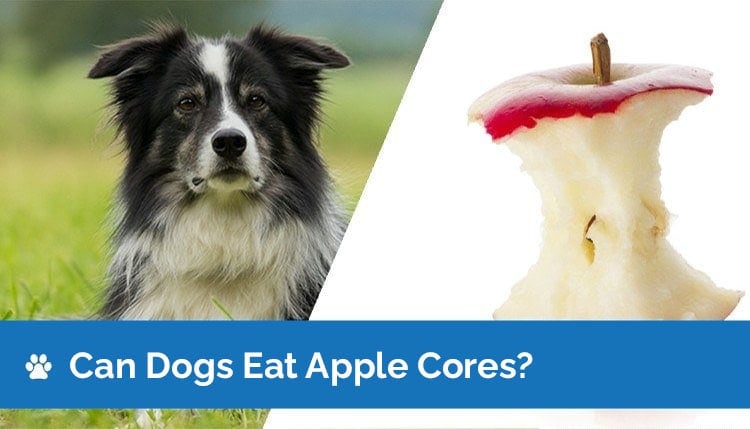 can dogs eat apple cores 2