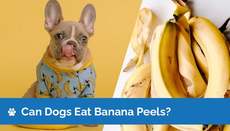 Can Dogs Eat Bananas Skin 