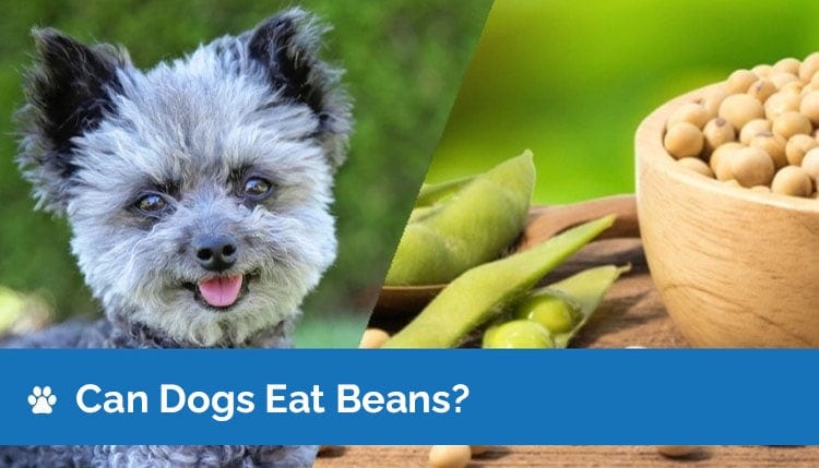 can dogs eat beans 2