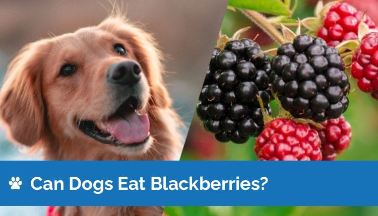 can dogs eat blackberries graphic 2