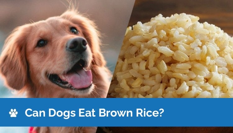 can dogs eat brown rice graphic 2