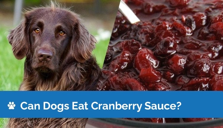 can dogs eat cranberry sauce2