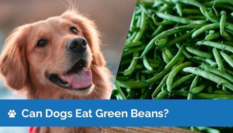 can dogs eat green beans 2