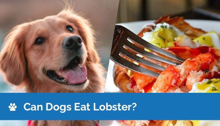 can dogs eat lobster graphic 2