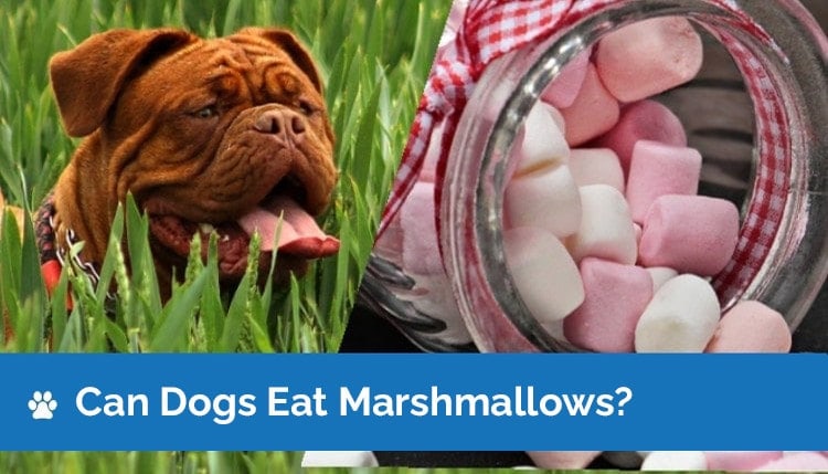 is it ok to give dogs marshmallows