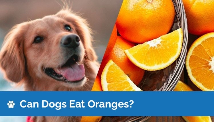 Orange eat can dog