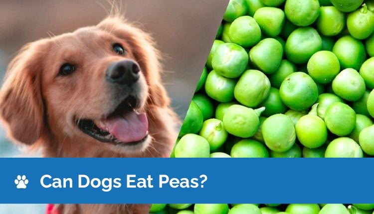 can dogs eat peas graphic 2