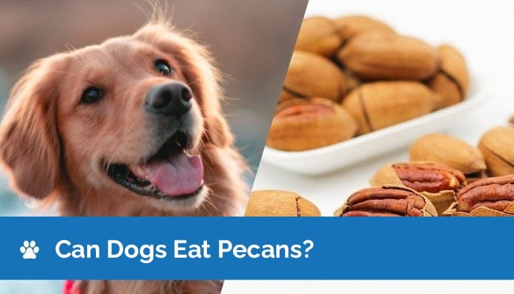 can dogs eat pecans graphic 2