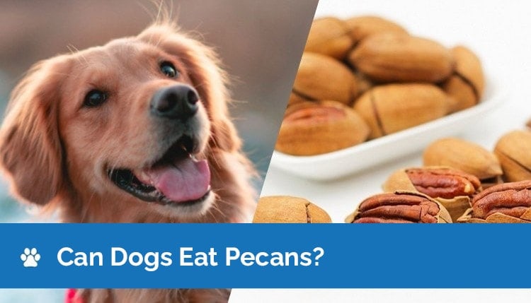 My dog ate 2 pecans