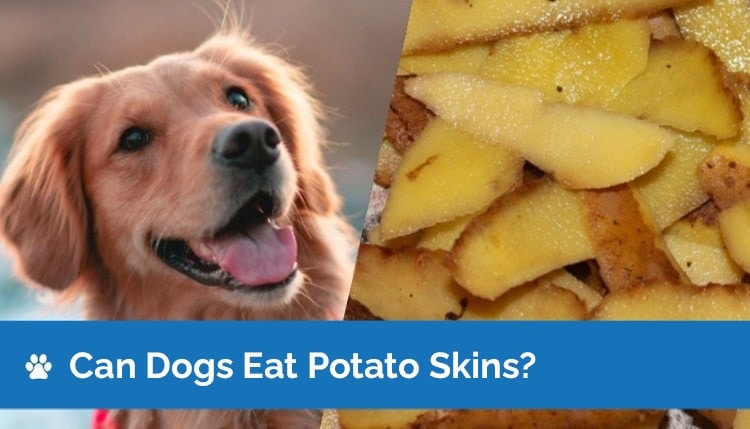 are potatoes skins bad for dogs