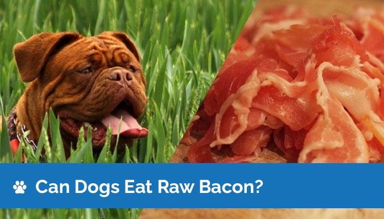 Can Dogs Eat Raw Bacon 