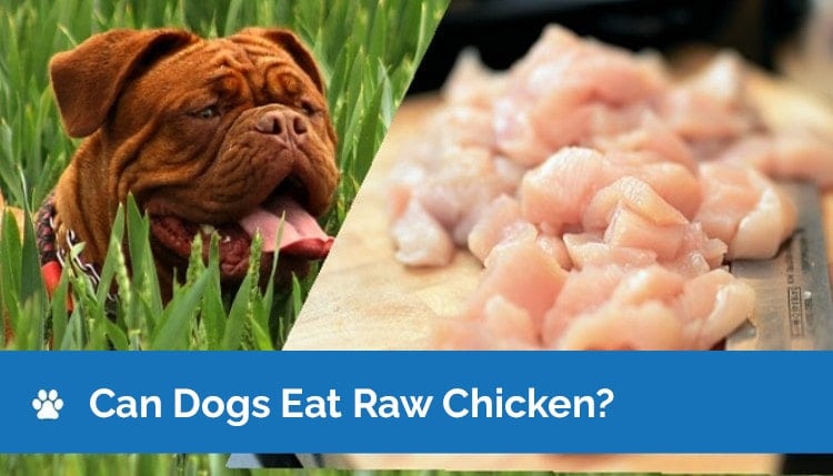 can dogs eat raw chicken graphic2