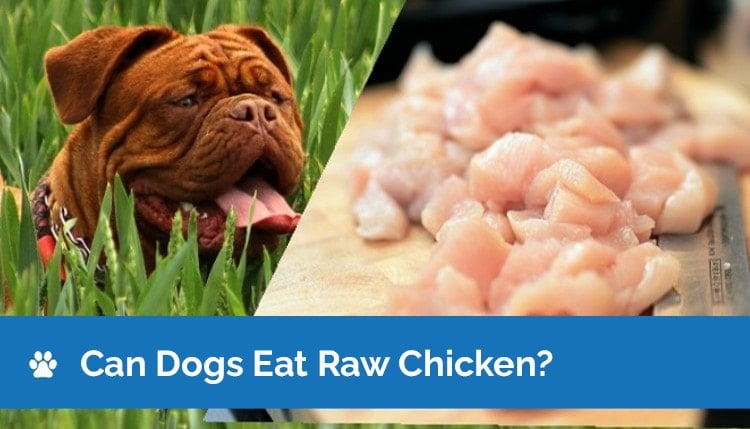 Is chicken good best sale for a dog