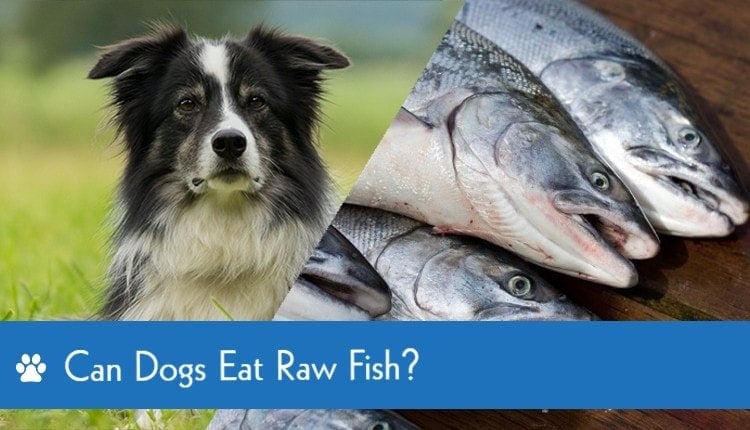 can dogs eat raw fish header 2