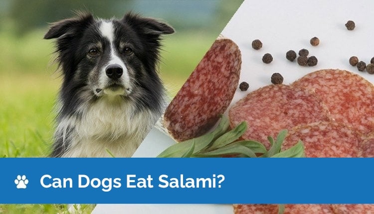 can dogs eat salami graphic 2