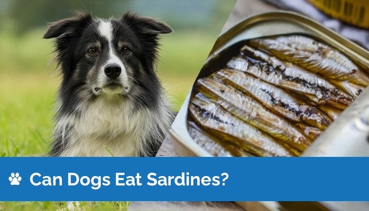 are sardines for dogs ok