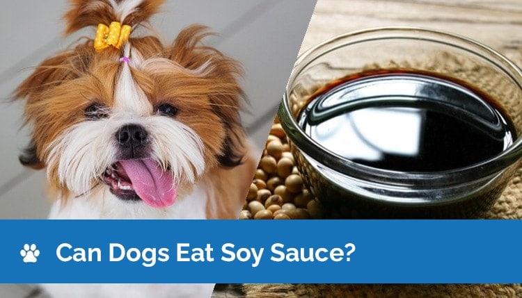 can dogs eat soy sauce graphic 2