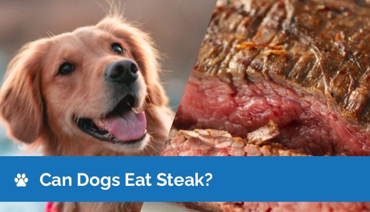 is steak good for dogs