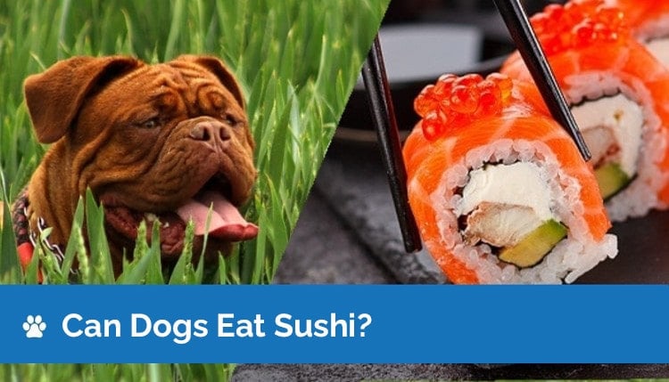 can dogs eat sushi