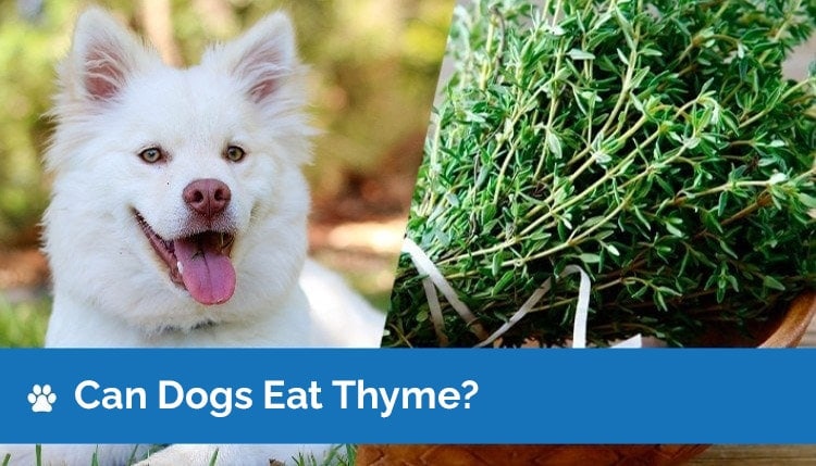 can dogs eat thyme2