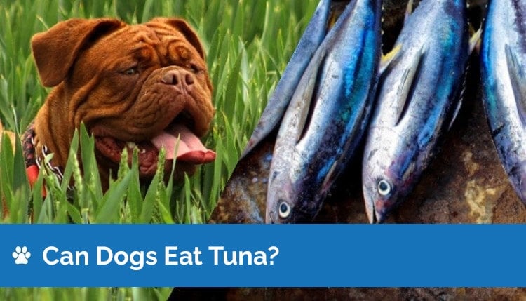 can dogs eat tuna graphic 2