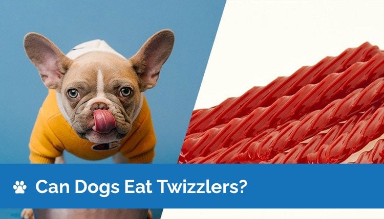 can dogs eat twizzlers