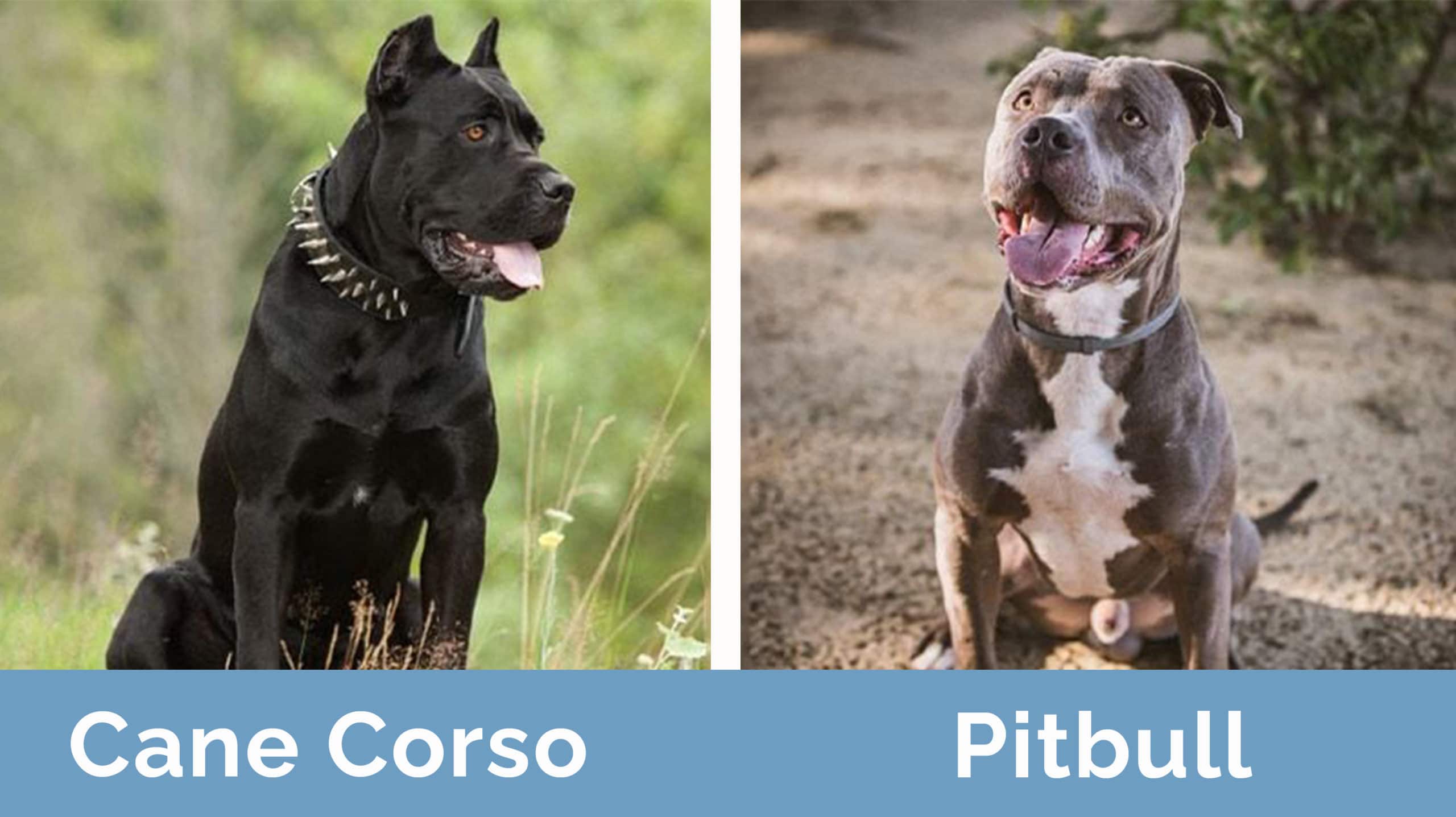 Cane Corso Pit Bull: are Differences? |