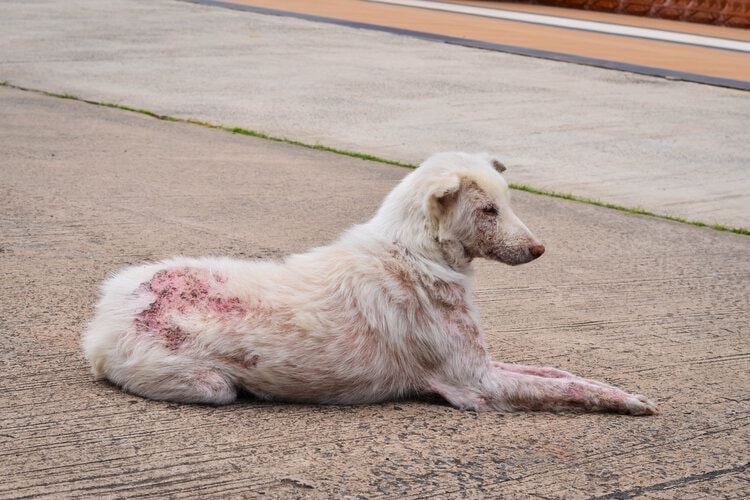 why has my dog got scabs on his back